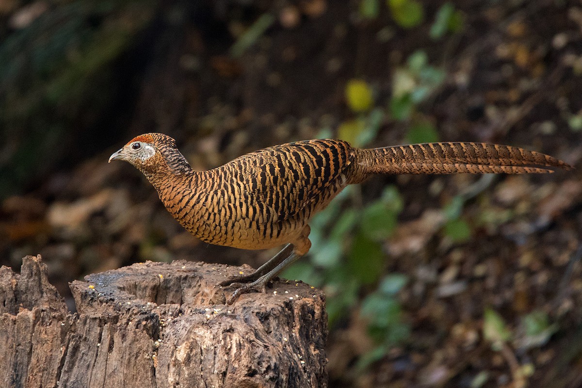 Lady Amherst's Pheasant - ML142724531