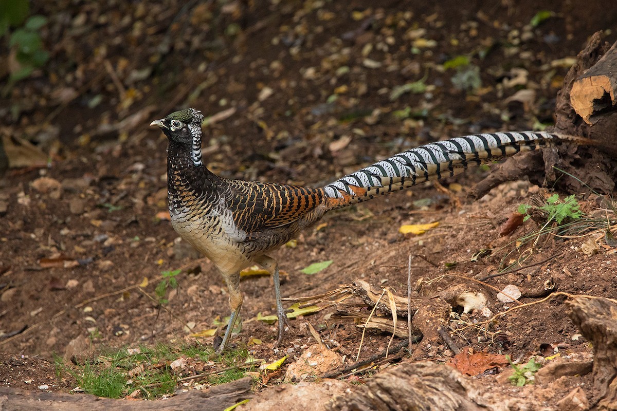 Lady Amherst's Pheasant - ML142724541