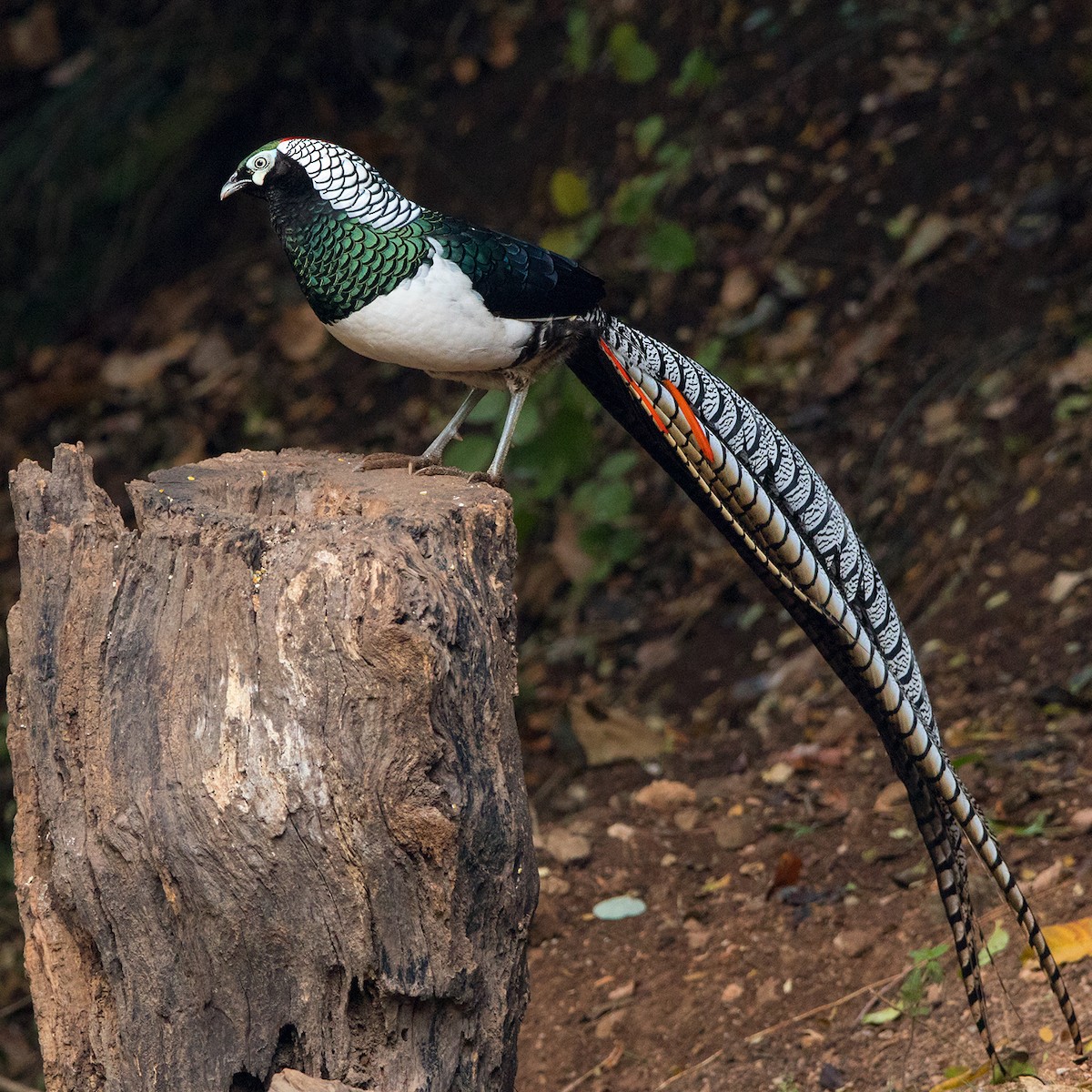 Lady Amherst's Pheasant - ML142724551