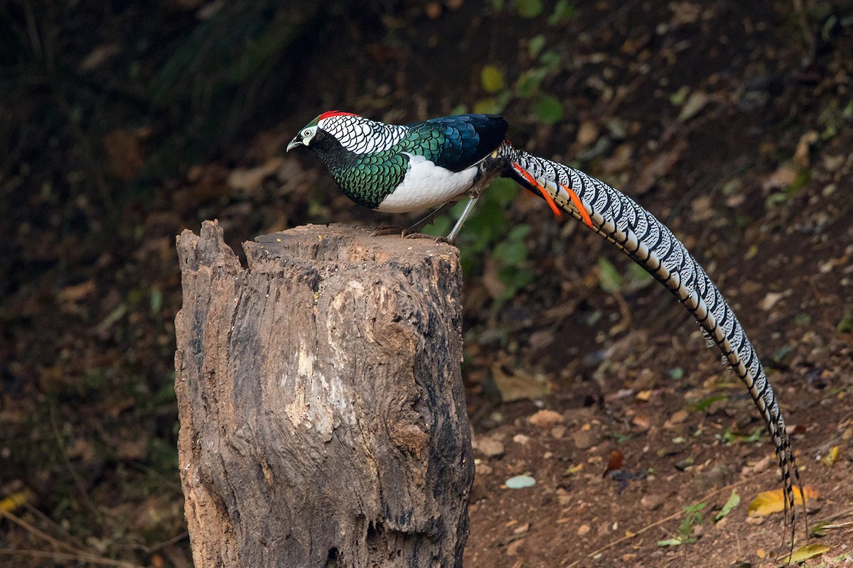 Lady Amherst's Pheasant - ML142724561