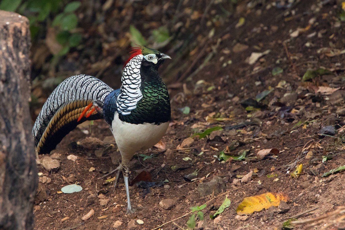 Lady Amherst's Pheasant - ML142724581