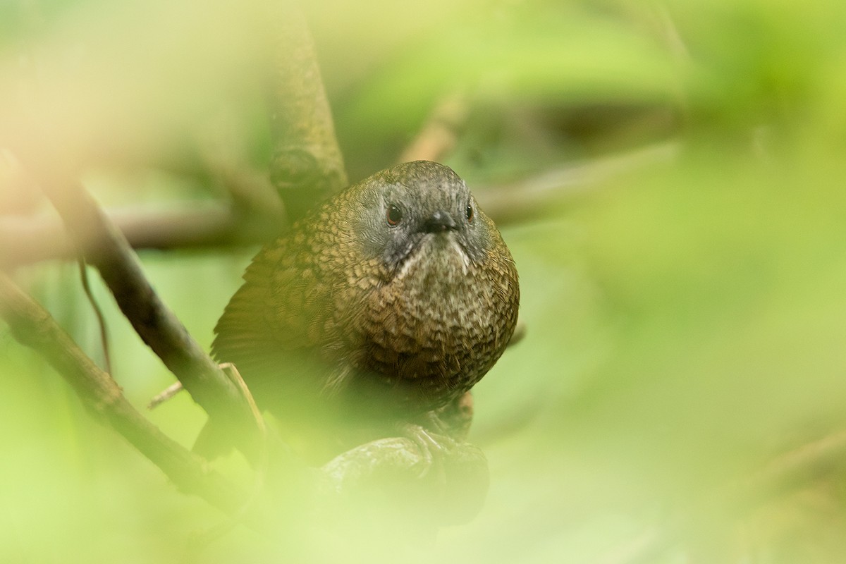 Gray-bellied Wren-Babbler - Ayuwat Jearwattanakanok