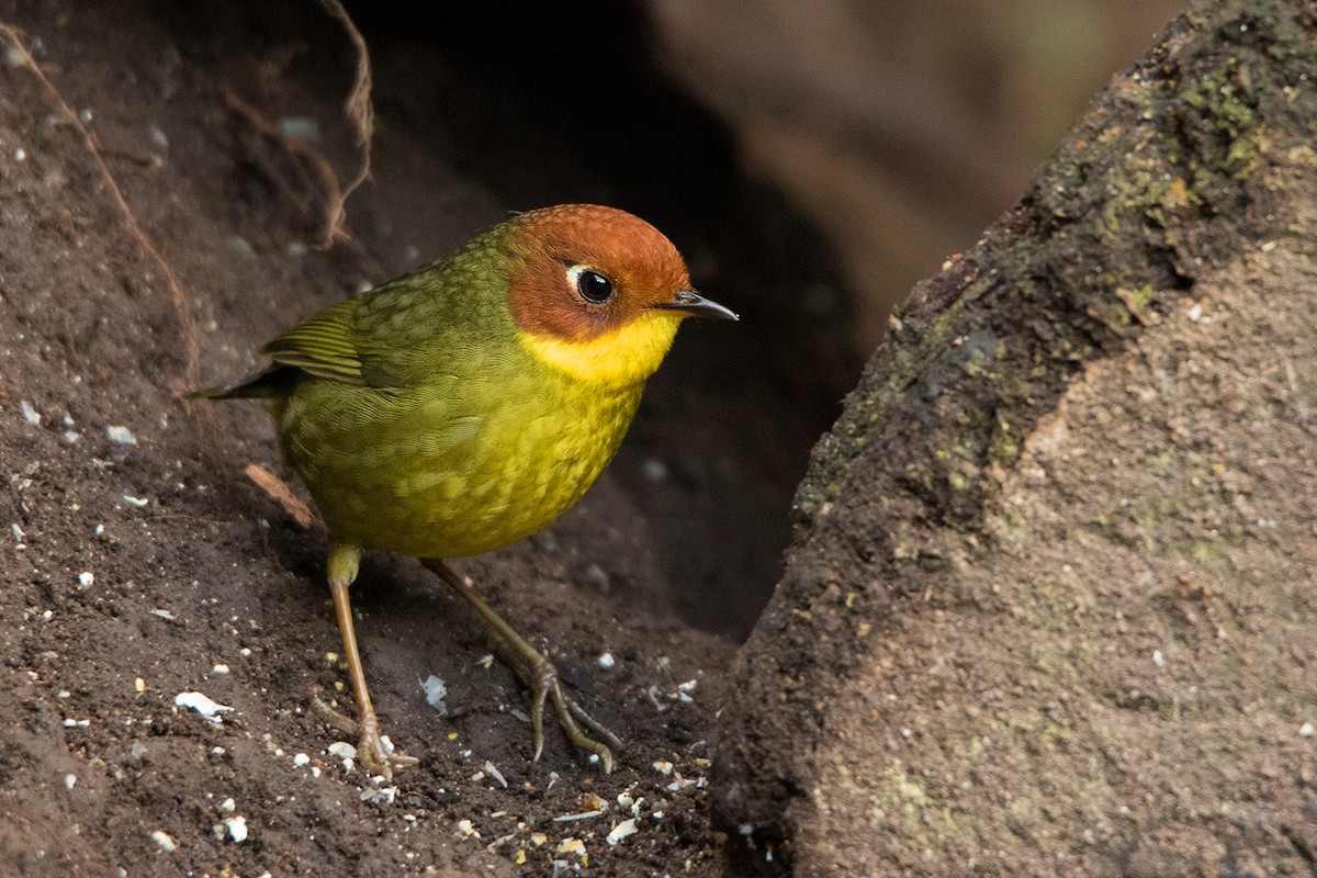 Chestnut-headed Tesia - Ayuwat Jearwattanakanok