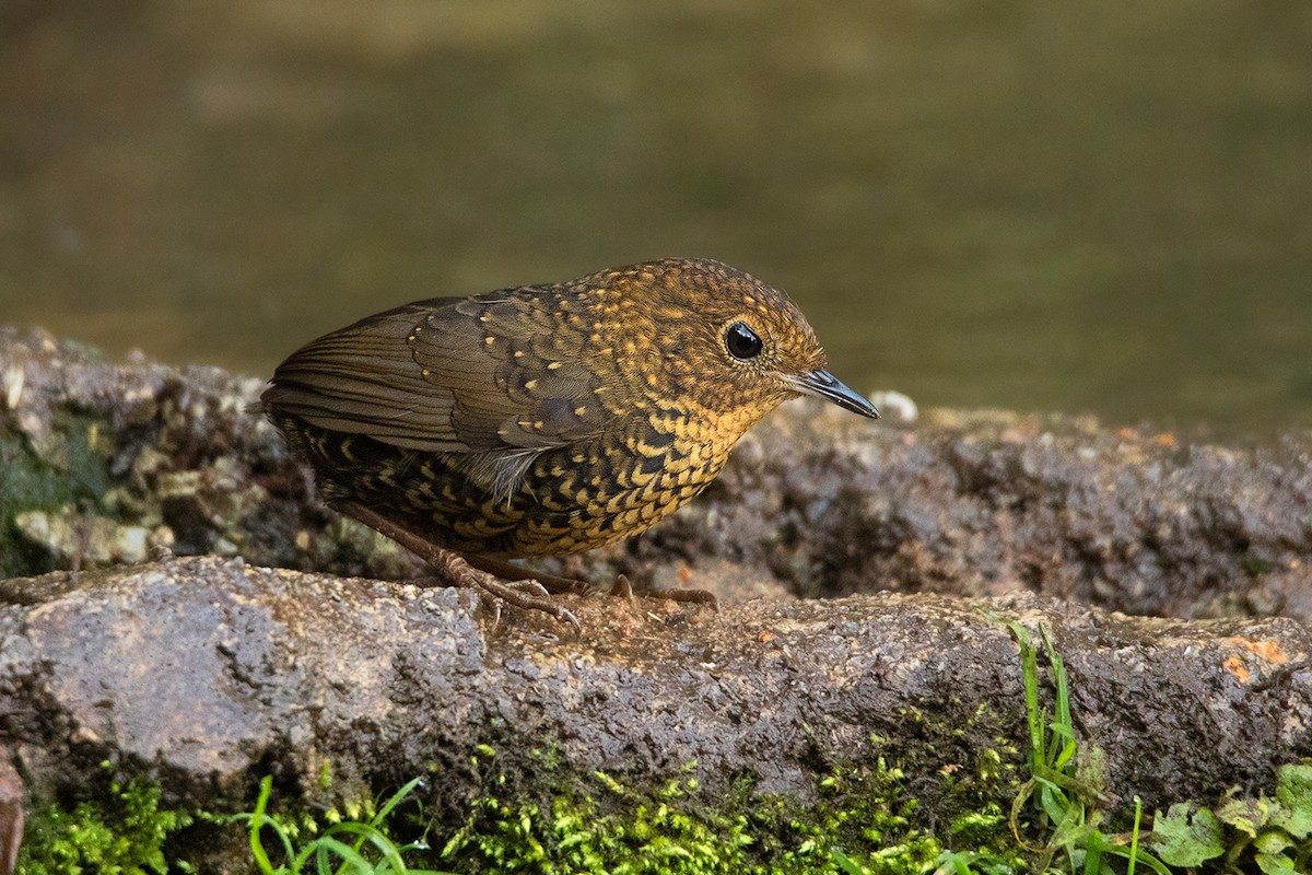 Scaly-breasted Cupwing (Chinese) - Ayuwat Jearwattanakanok