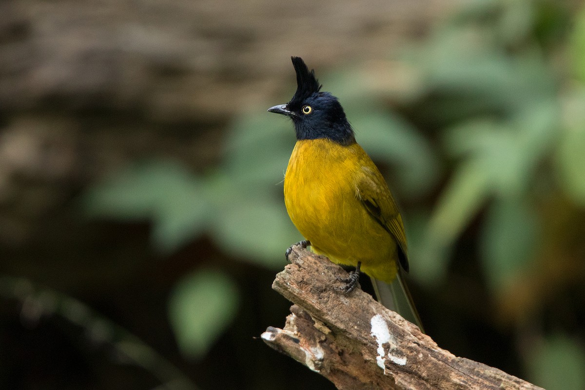 Black-crested Bulbul - Ayuwat Jearwattanakanok