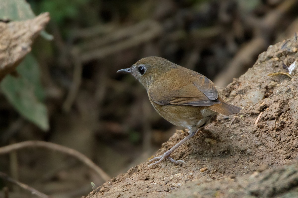 Lesser Shortwing - ML142726081