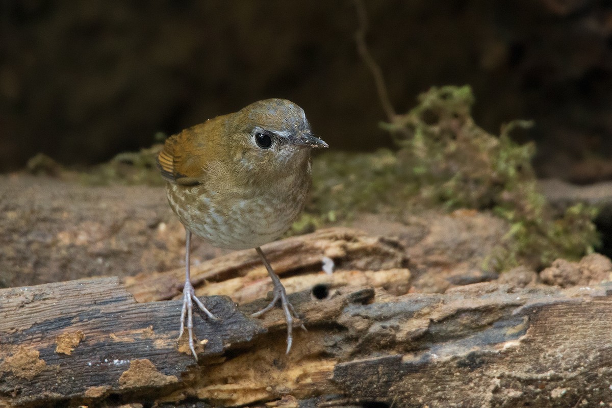 Lesser Shortwing - ML142726091