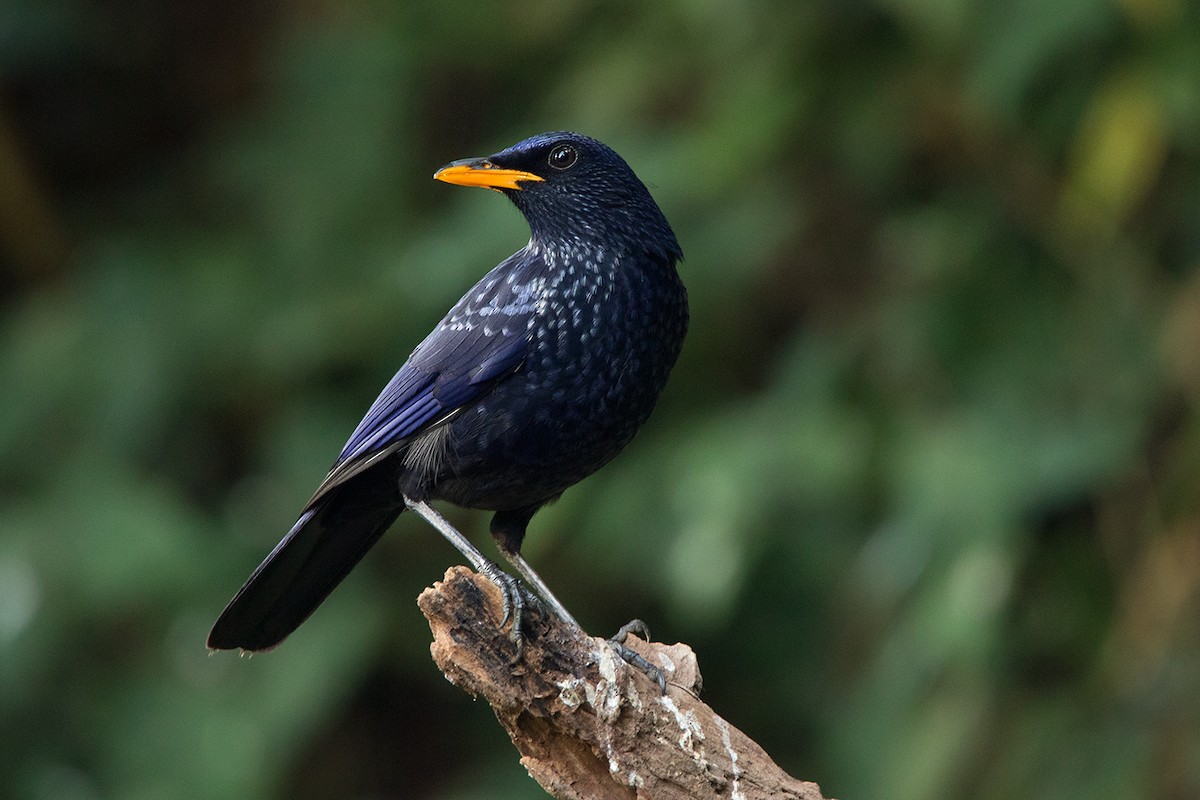 Blue Whistling-Thrush (Yellow-billed) - Ayuwat Jearwattanakanok