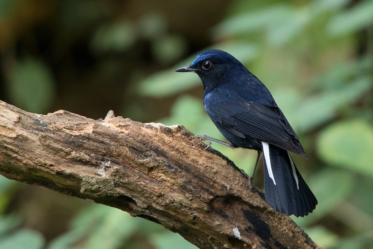 White-tailed Robin - Ayuwat Jearwattanakanok