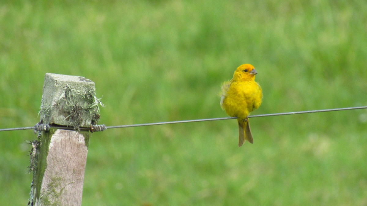 Saffron Finch - ML142727361