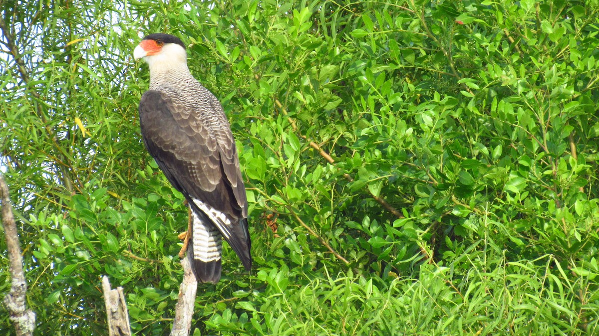 Crested Caracara (Southern) - ML142727421