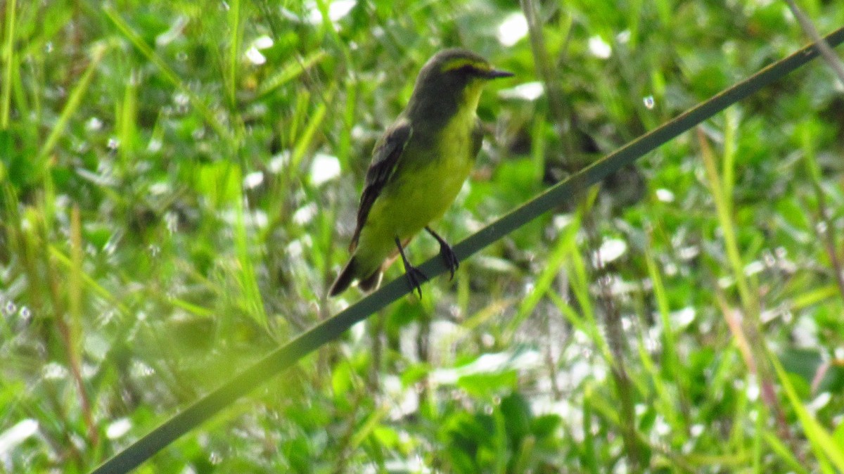 Yellow-browed Tyrant - Luis  Weymar Junior