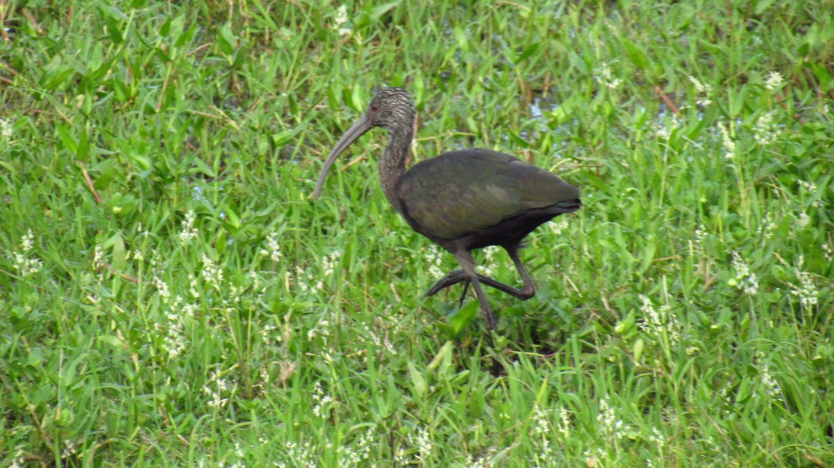 ibis americký - ML142728021