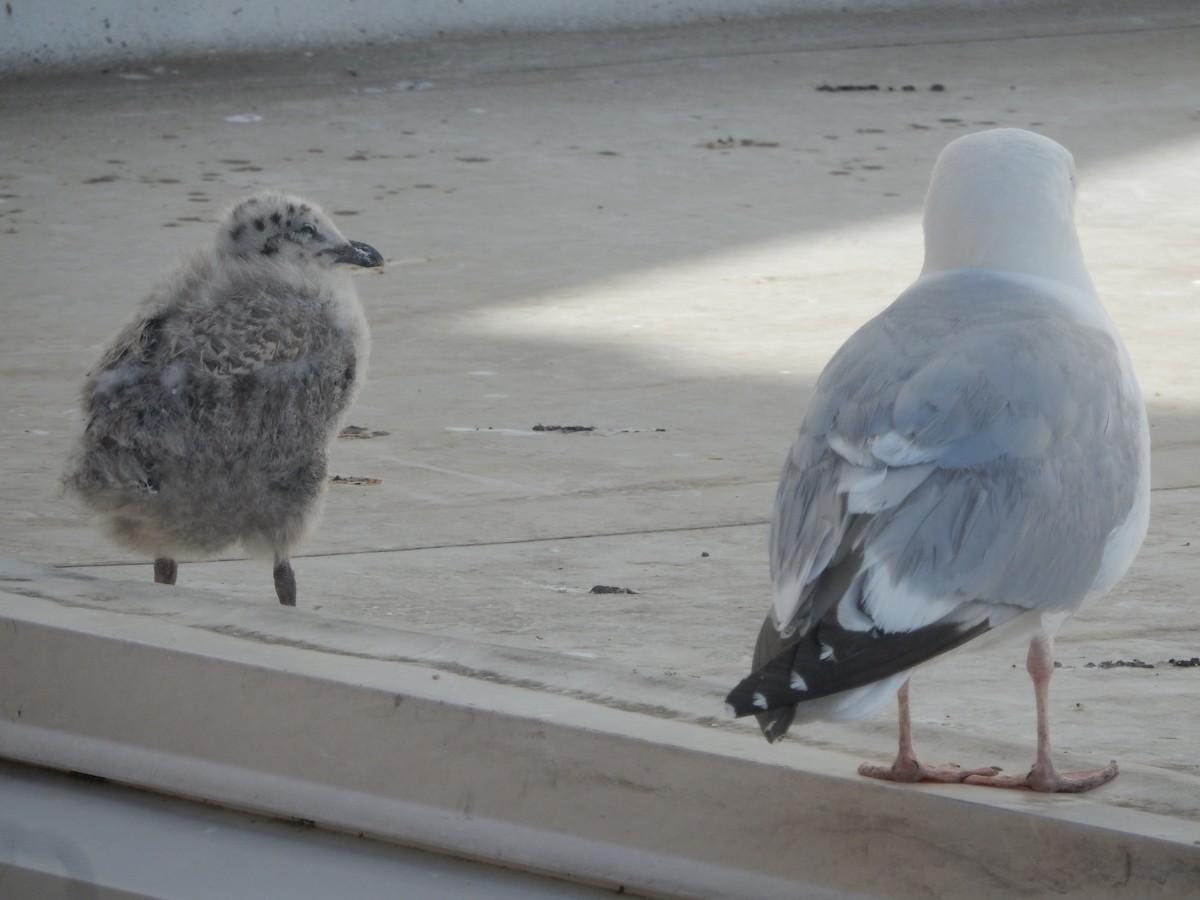 Herring Gull - ML142728301