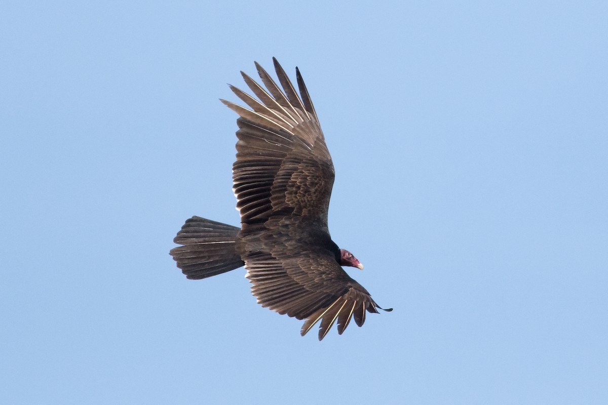Turkey Vulture - David Hird