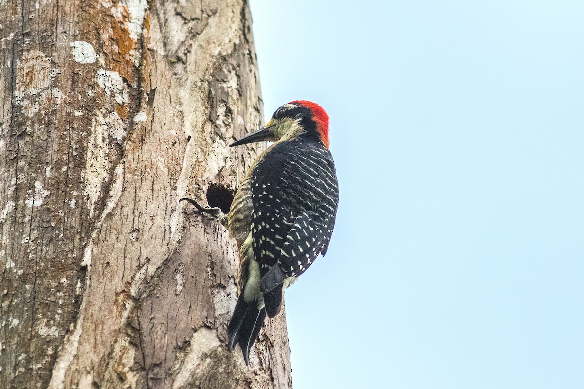 Black-cheeked Woodpecker - ML142728931