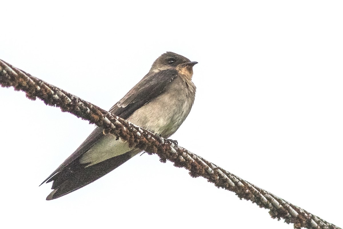 Southern Rough-winged Swallow - ML142729341