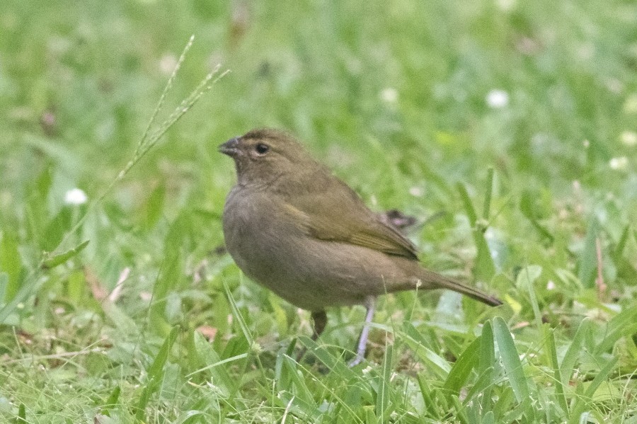 Variable Seedeater - ML142729441
