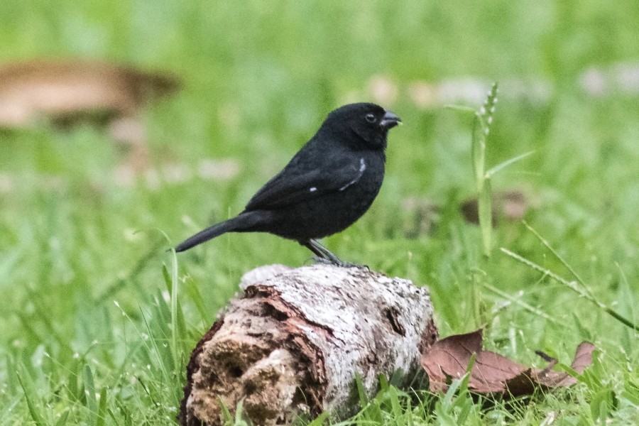 Variable Seedeater - ML142729451