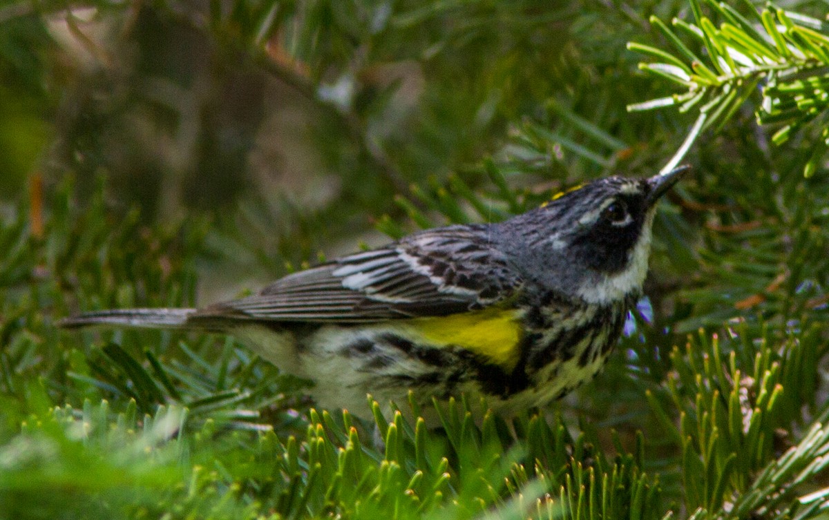 Yellow-rumped Warbler - ML142730351