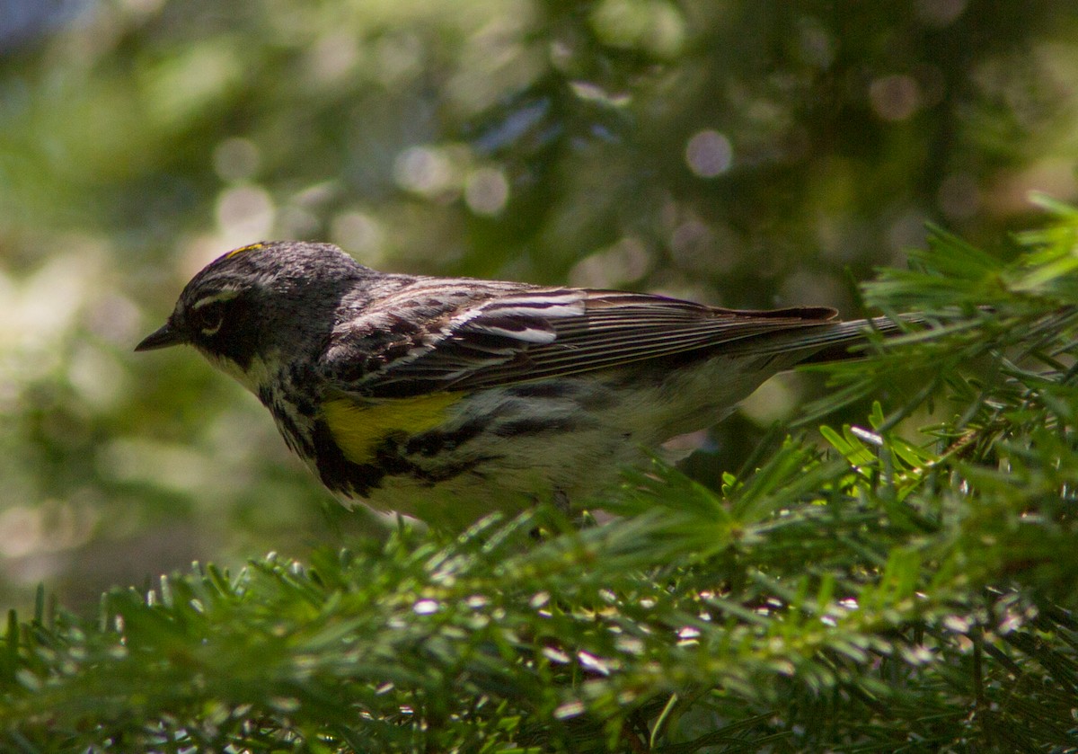 Yellow-rumped Warbler - ML142730361