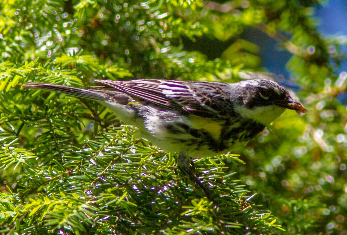 Yellow-rumped Warbler - ML142730371
