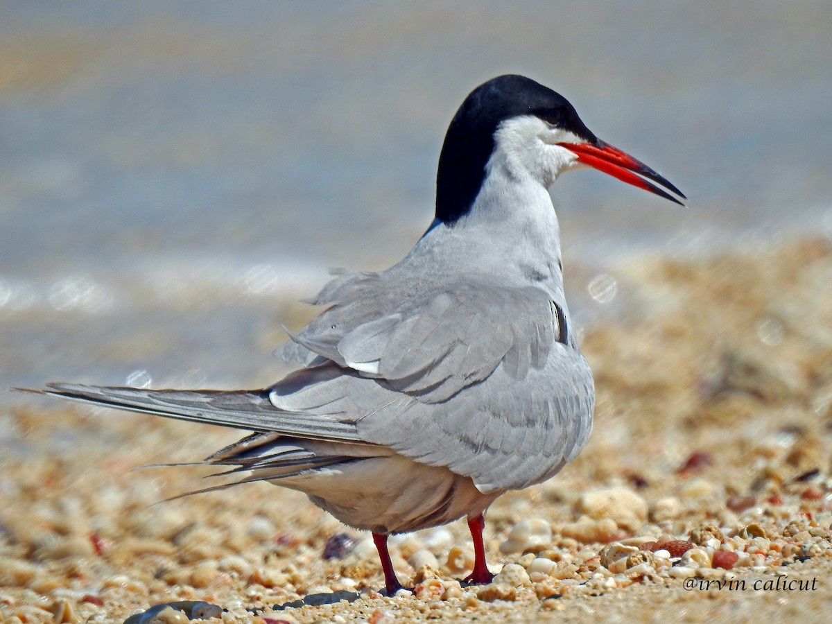 White-cheeked Tern - Irvin Calicut