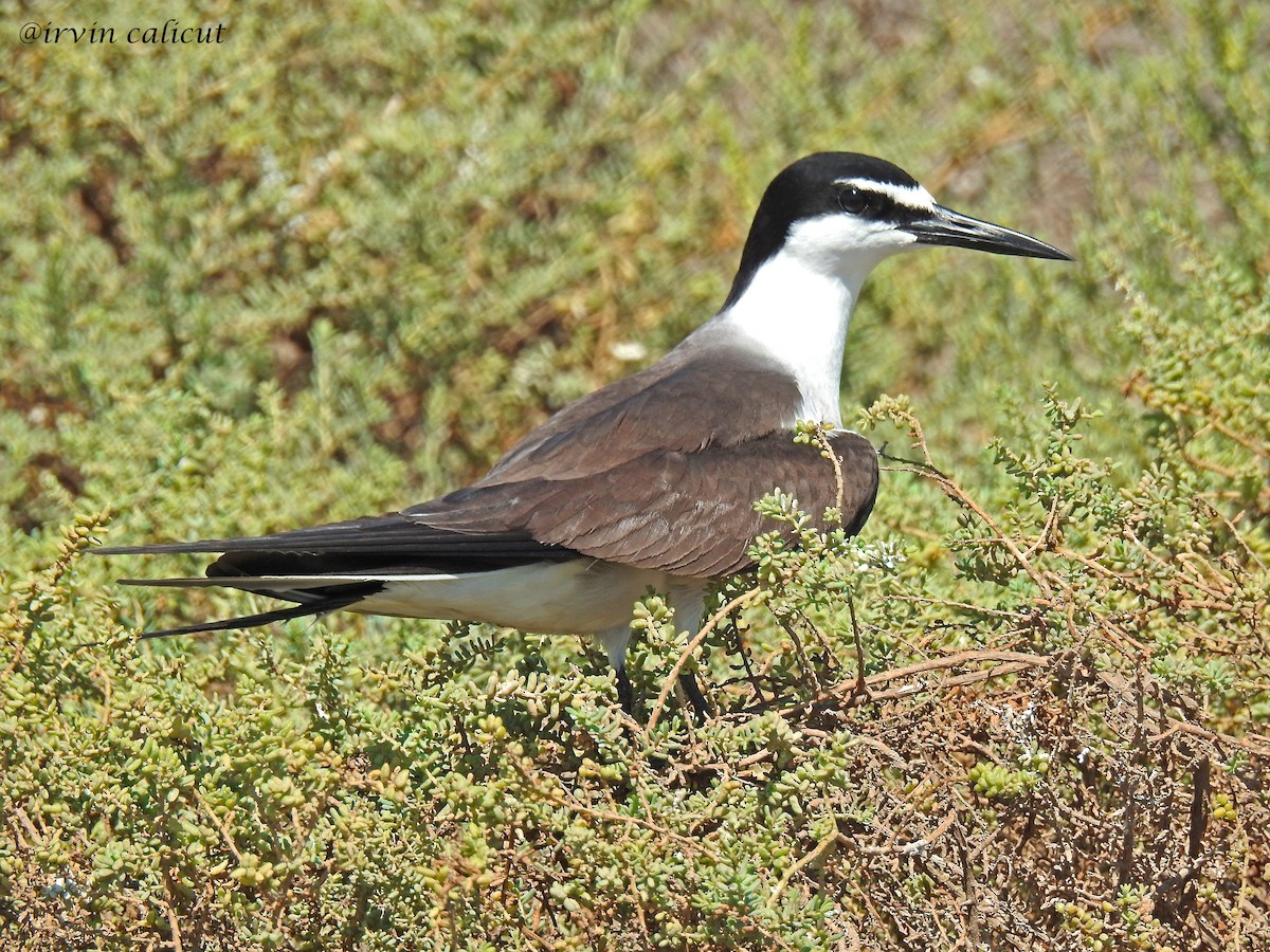 Bridled Tern - Irvin Calicut