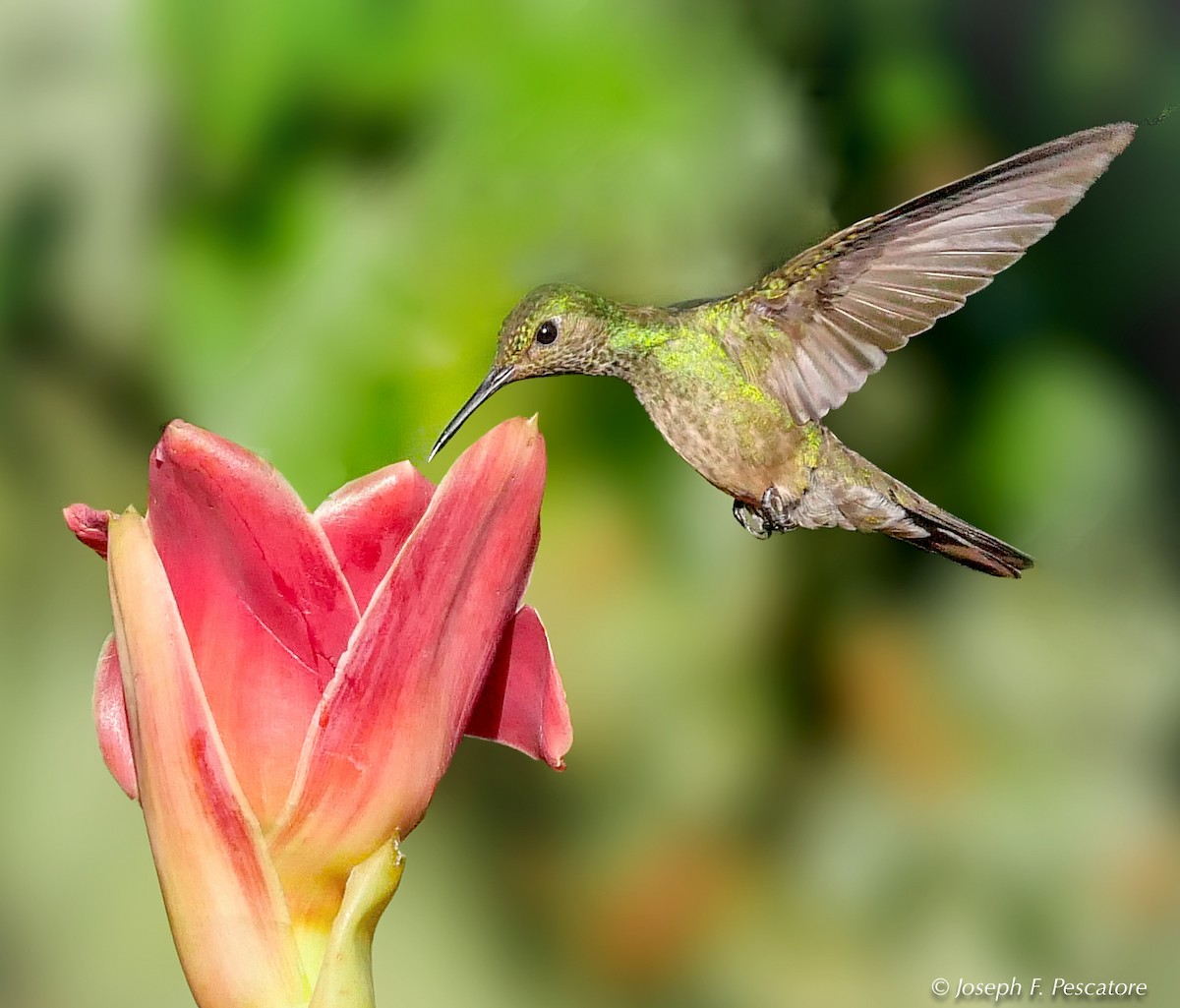 kolibřík skvrnitoprsý - ML142731601