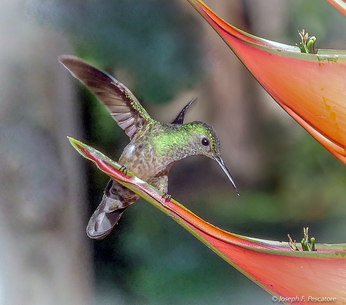kolibřík skvrnitoprsý - ML142731611