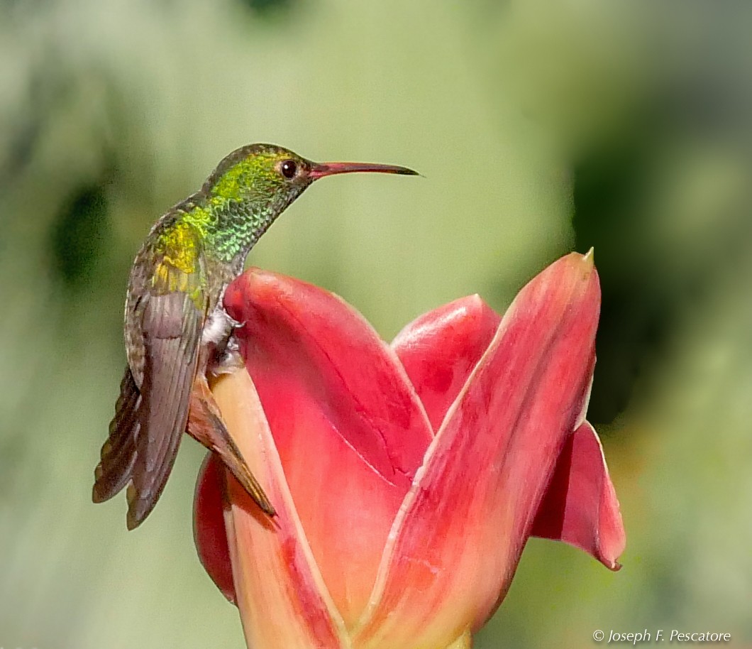 Rufous-tailed Hummingbird - ML142731631