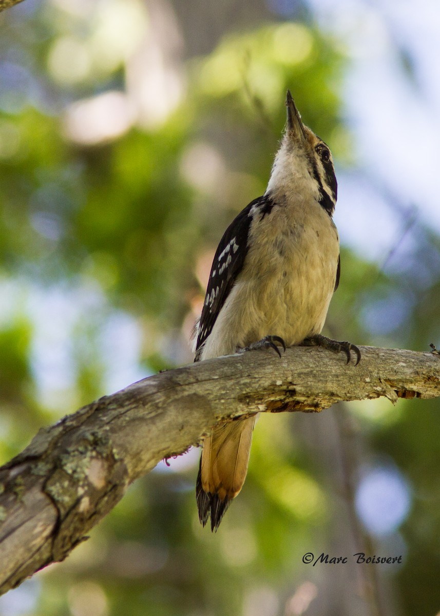 Hairy Woodpecker - ML142731741