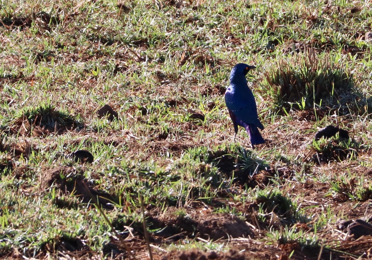 Bronze-tailed Starling - ML142733821