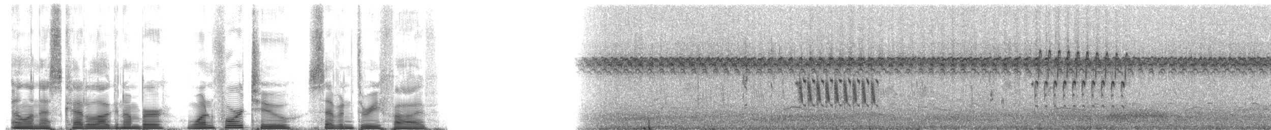 コバシヌマミソサザイ（platensis／polyglottus） - ML142735