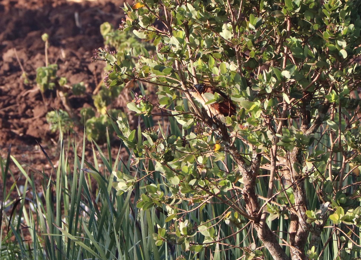 Blue-headed Coucal - ML142735011