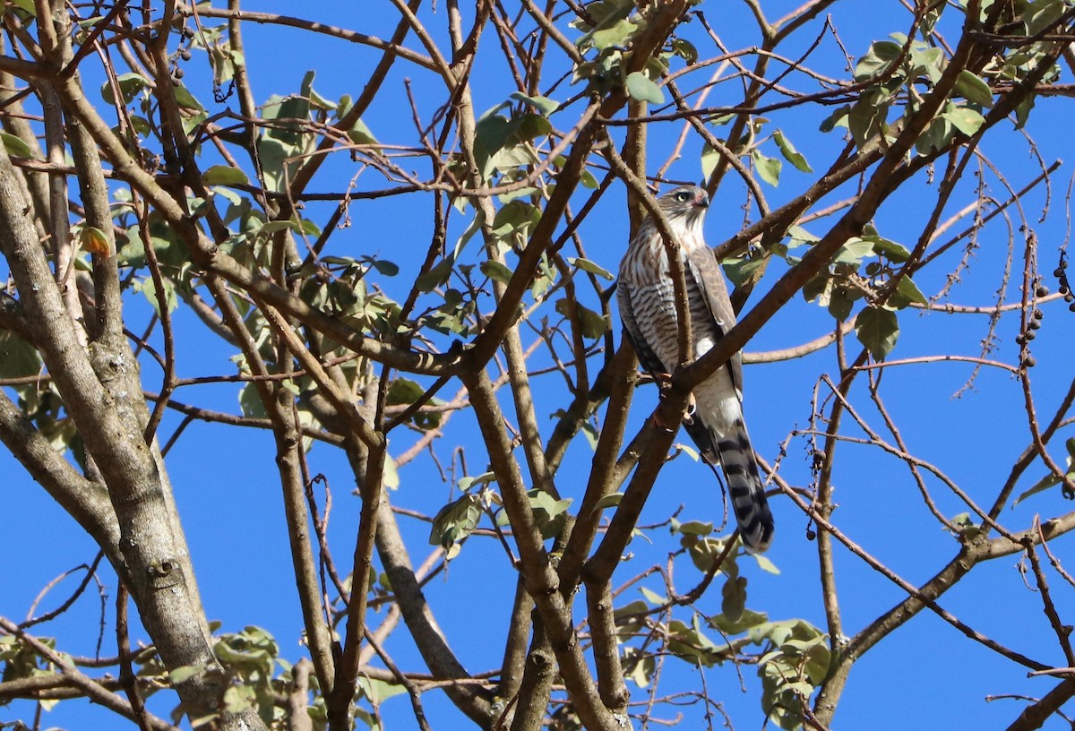 Gabar Goshawk - ML142735091