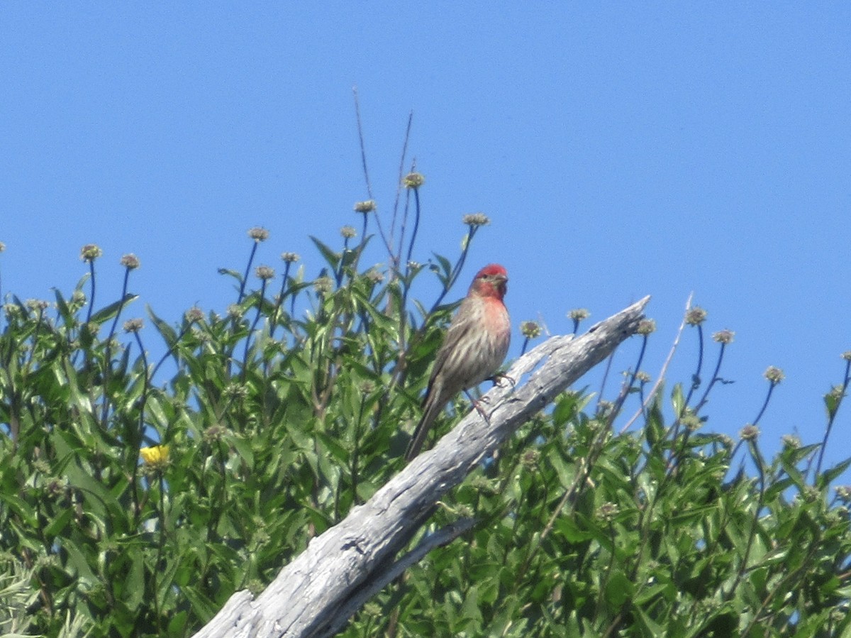 House/Purple Finch - Nancy Salem