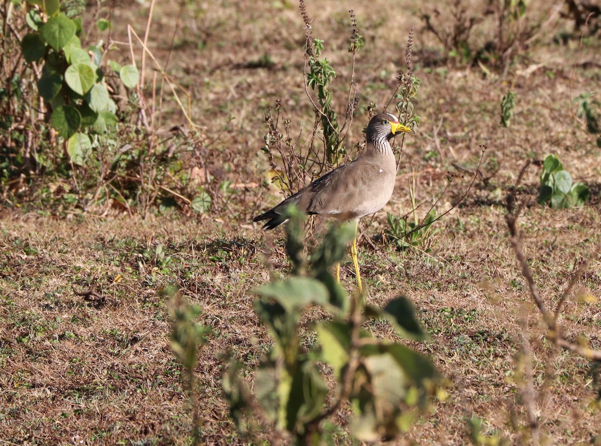 Wattled Lapwing - David Guarnieri