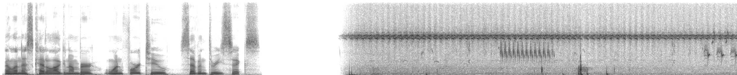 コバシヌマミソサザイ（platensis／polyglottus） - ML142736