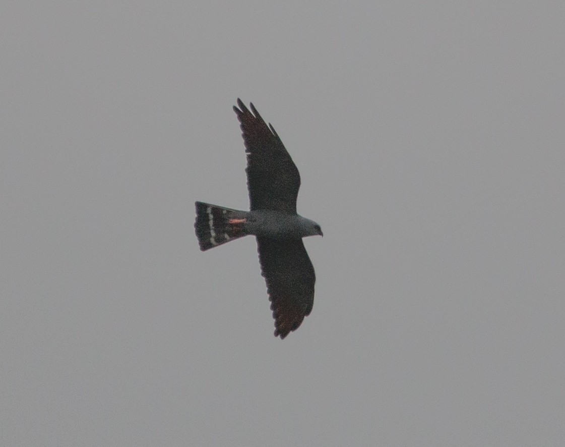 Plumbeous Kite - ML142737201