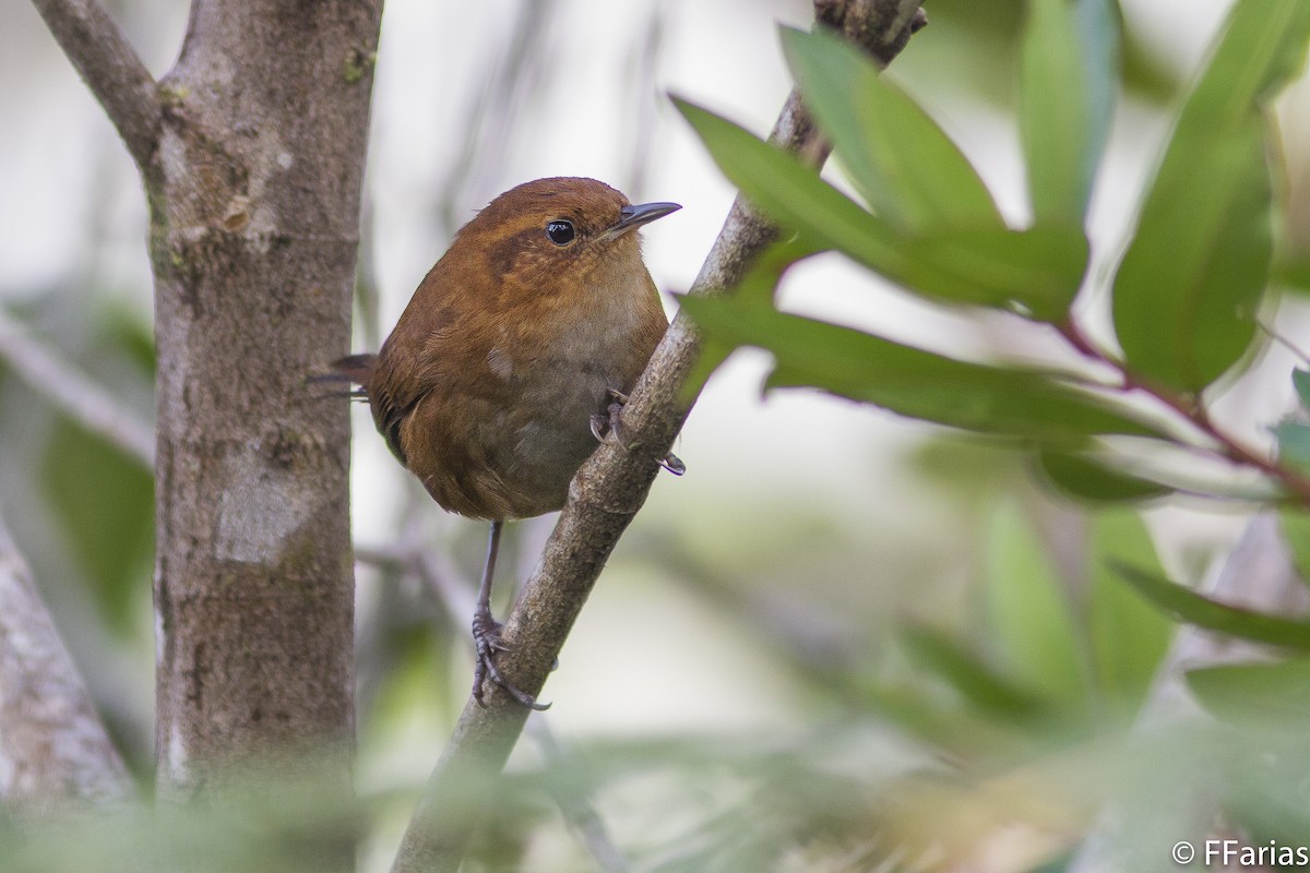 Tepui Wren - ML142737331