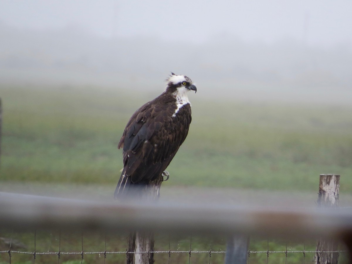 Osprey - ML142738771