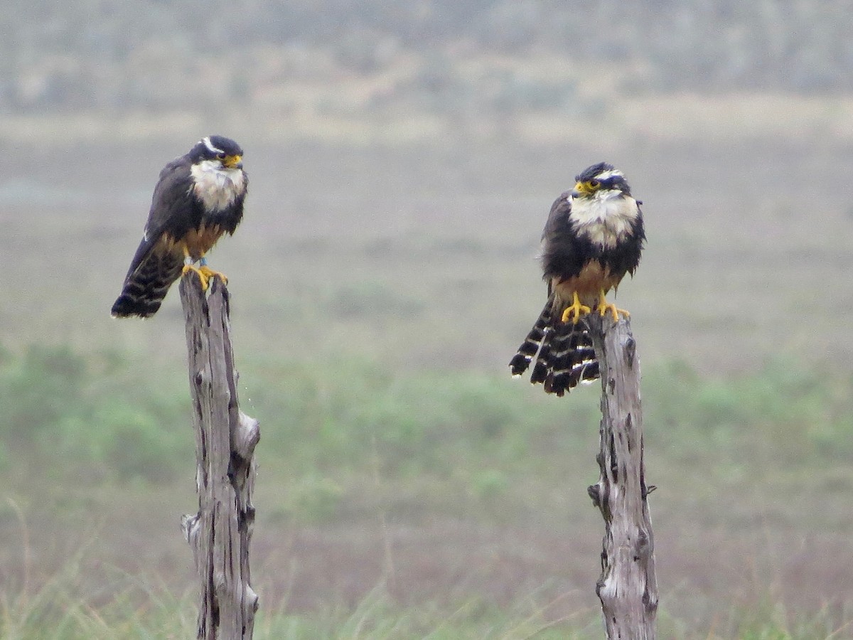 Aplomado Falcon - Marjorie Watson