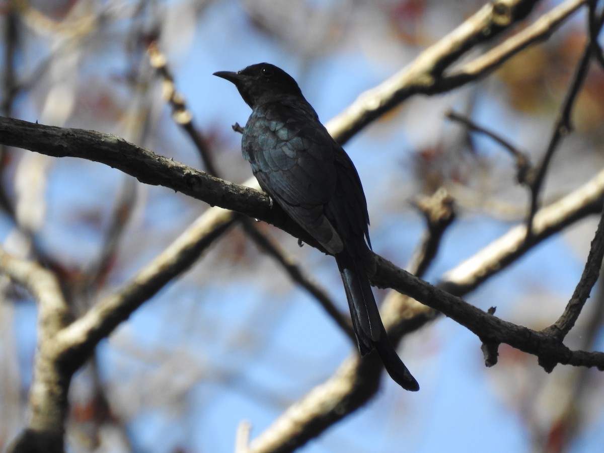 Fork-tailed Drongo-Cuckoo - Sreedevi A