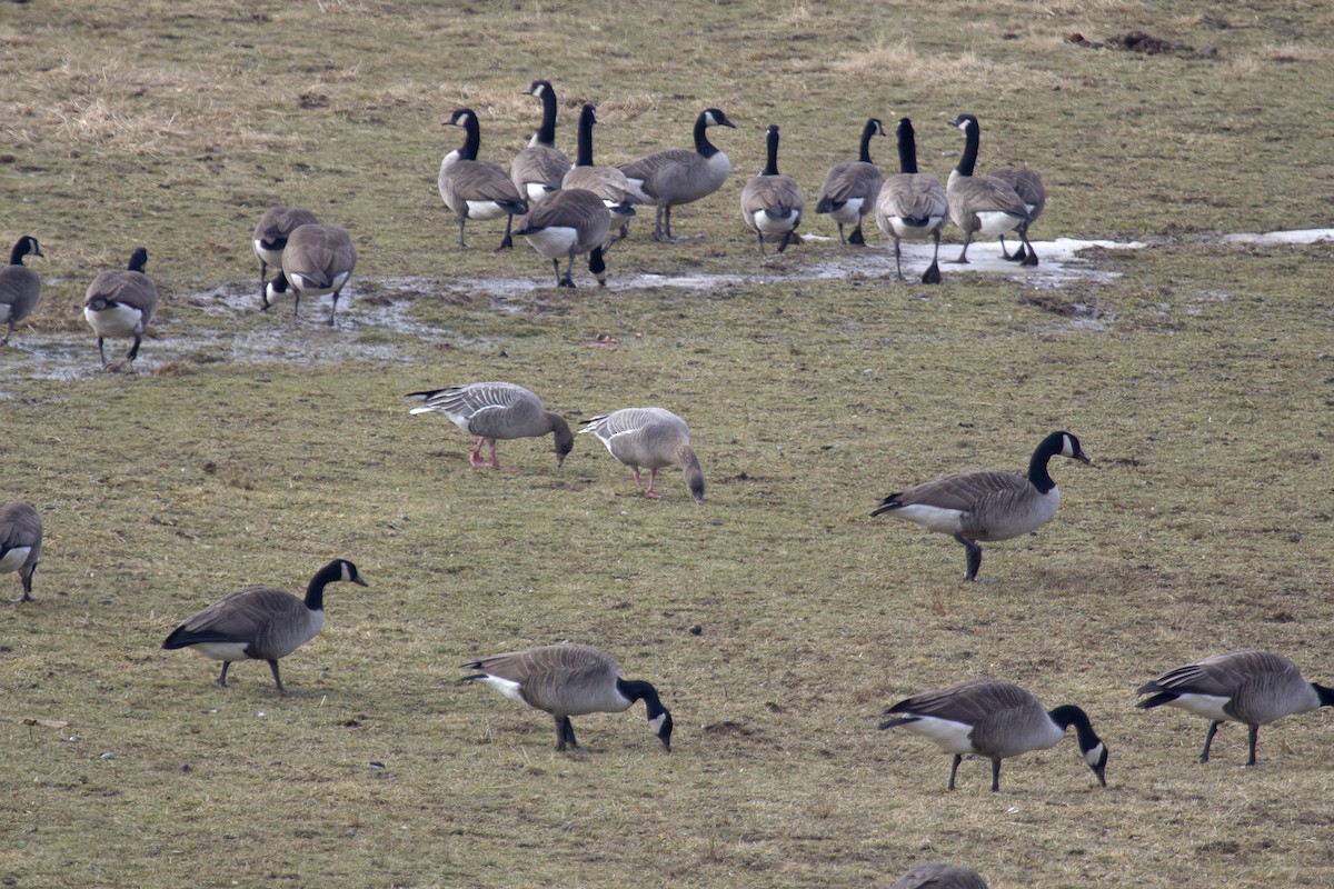Pink-footed Goose - ML142739531