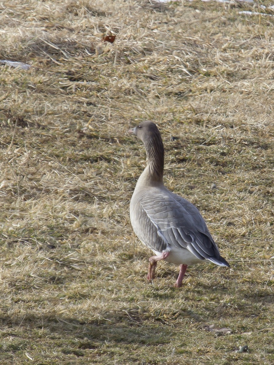 Pink-footed Goose - ML142739551