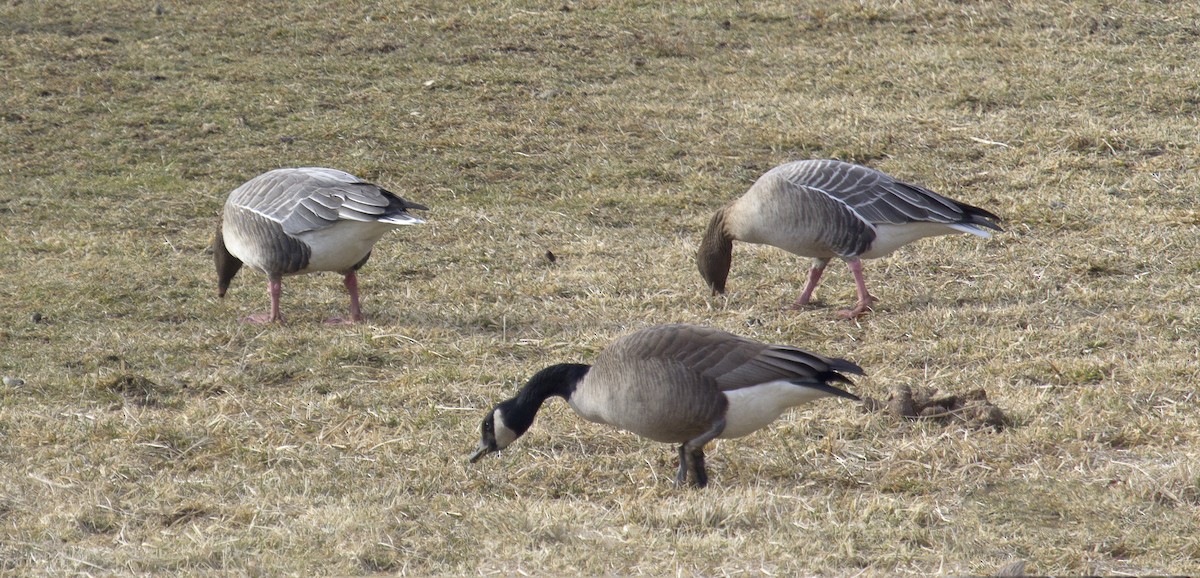 Pink-footed Goose - ML142739561