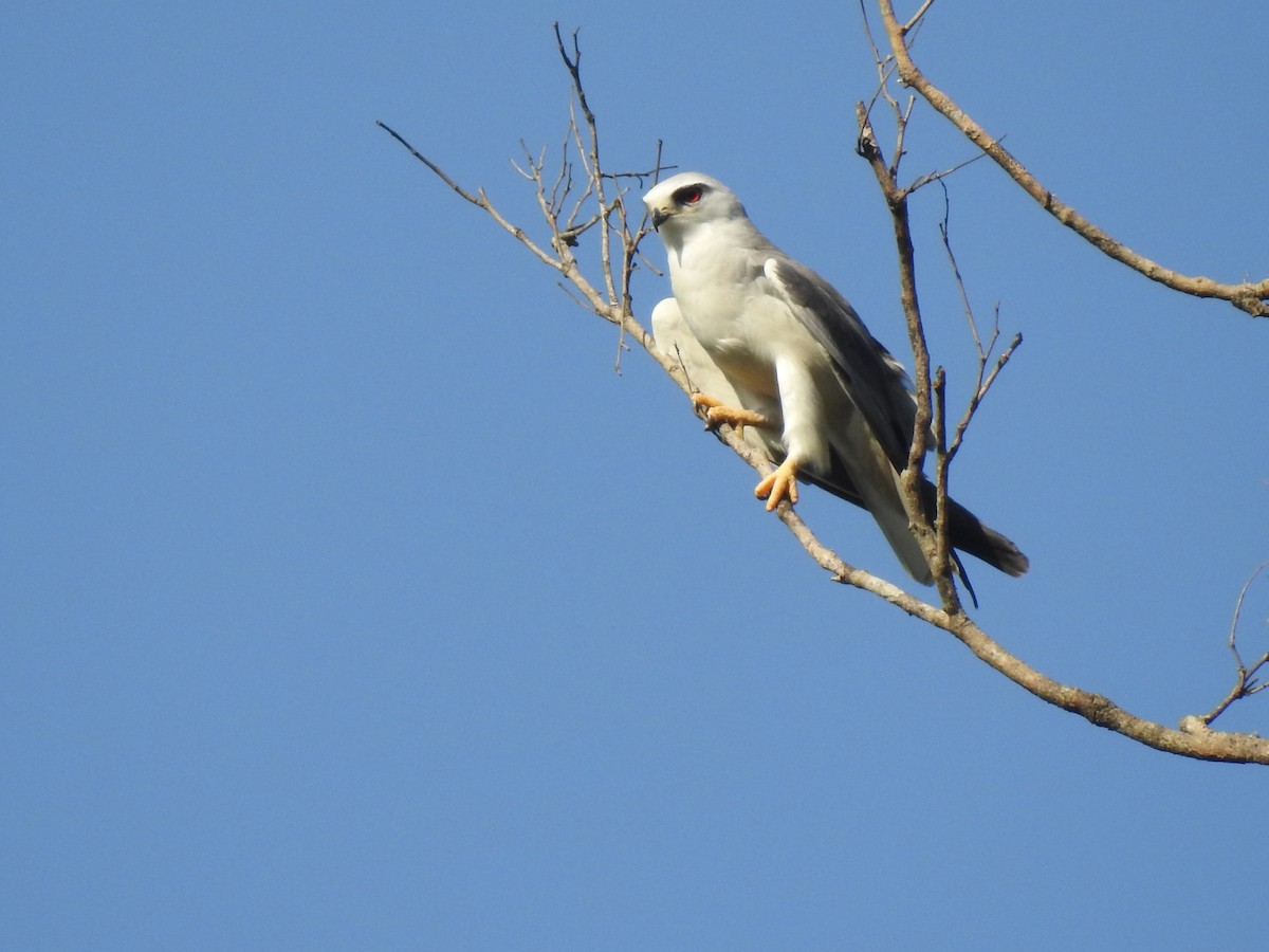 Black-winged Kite - Sreedevi A