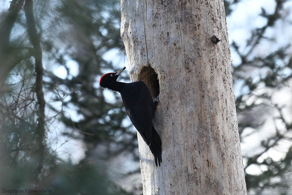 Black Woodpecker - ML142741551