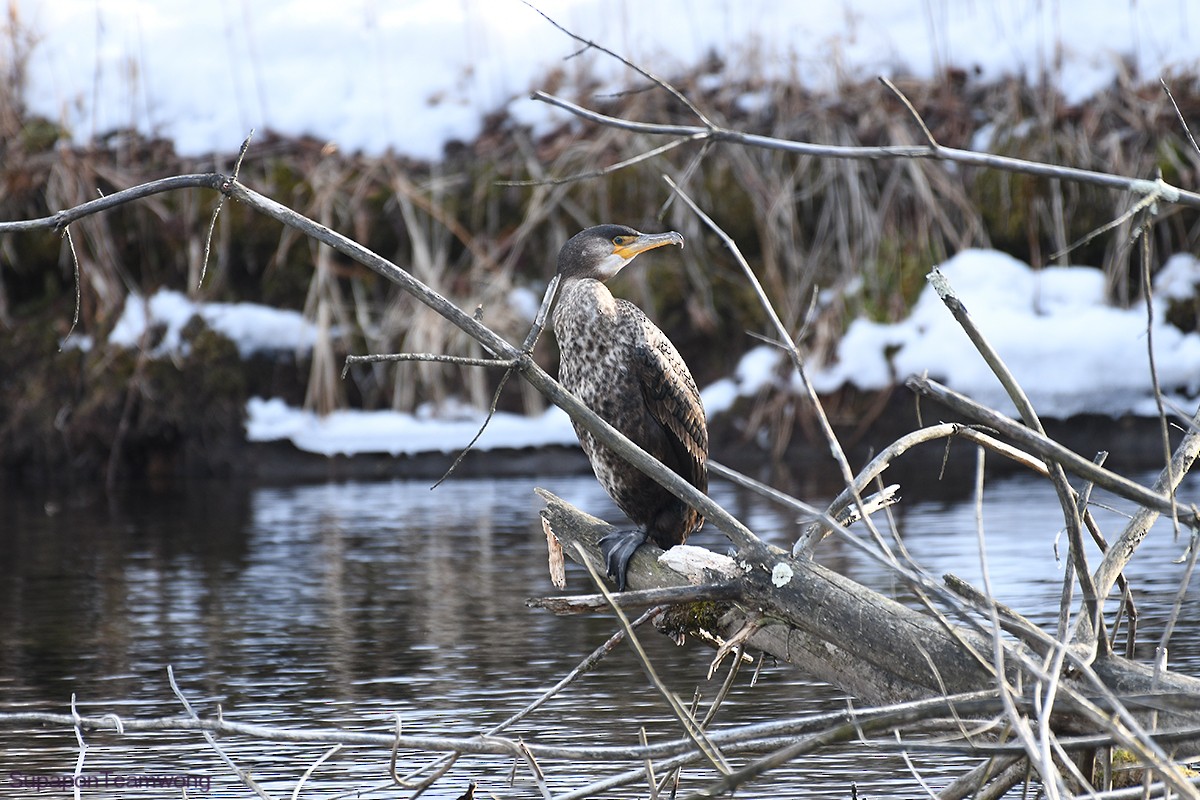 Japanese Cormorant - ML142741991